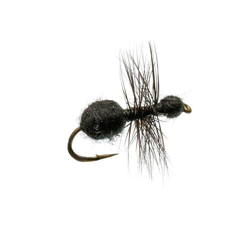 Black Fur Ant