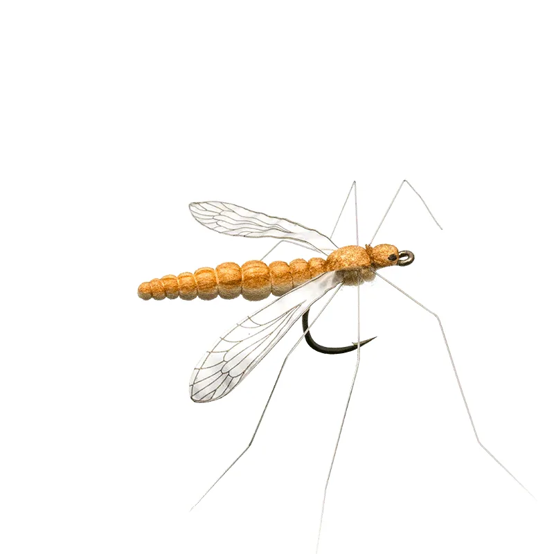 Crane Fly