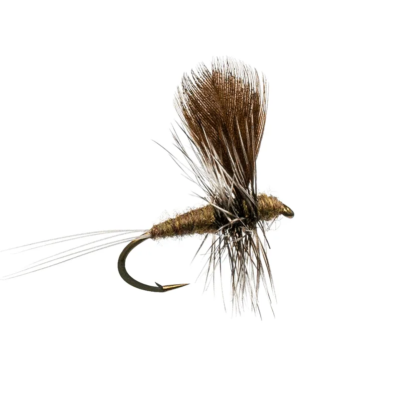 Thorax Callibeatis